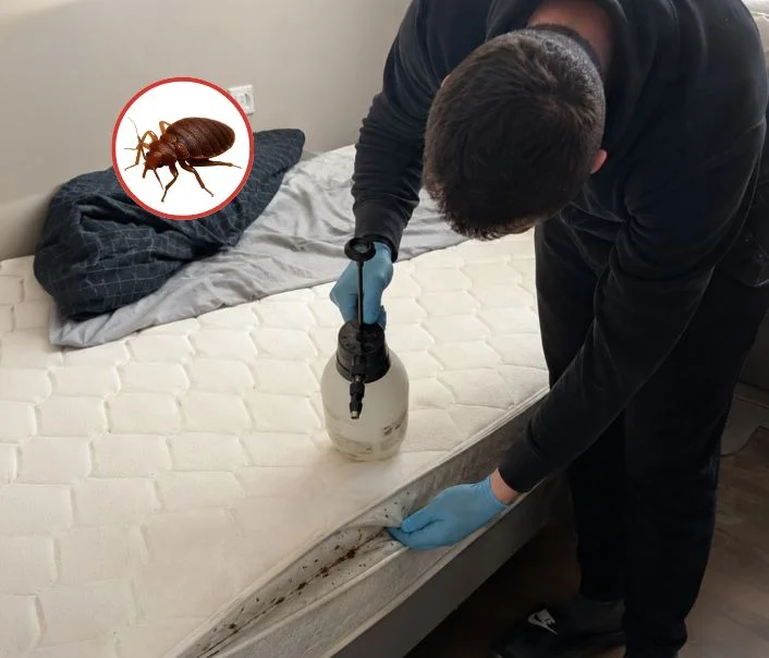Technicien traitant un matelas contre les punaises de lit à Étampes